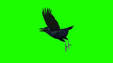 Crow Bird Flying Green Screen Animation Footage Youtube