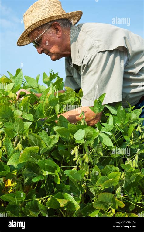 Agriculture A Farmer Grower Inspects His Mid Growth Crop Of