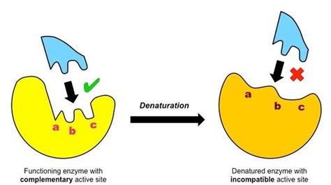 ENZYMES - SEBIOLOGY