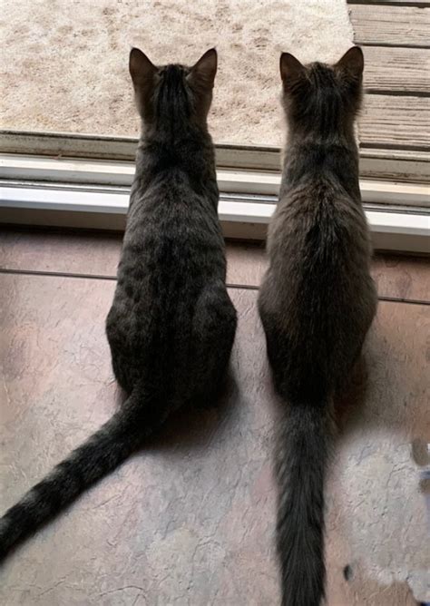 Are Spider Vegetation Toxic To Cats Batang Tabon