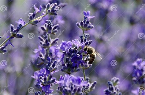 Flor De Lavanda Polinizadora De Abelhas Foto De Stock Imagem De