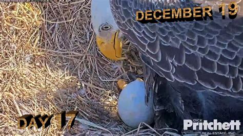 Swfl Eagles ~ December 19 H 2 9 🦅 Incubation Day 17 🦅 ️ Harriet