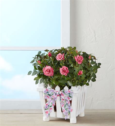 Charming Rose Garden| 1-800-Flowers.com