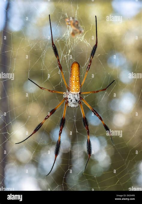 Female Golden Silk Orb Weaver Banana Spider Nephila Clavipes Central Florida Usa Stock