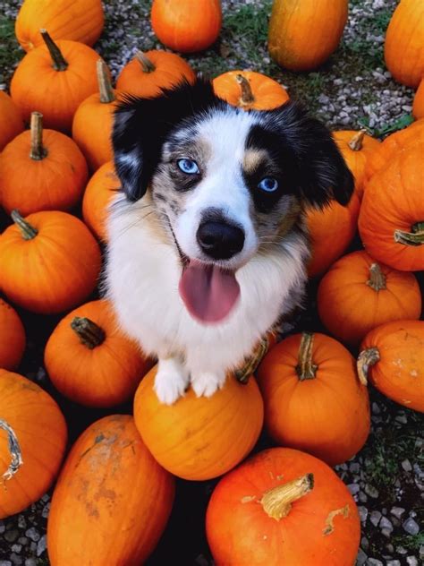 Oh My Gourd You'll Love These 13+ Fall Vibes Dogs | Fall dog photos ...