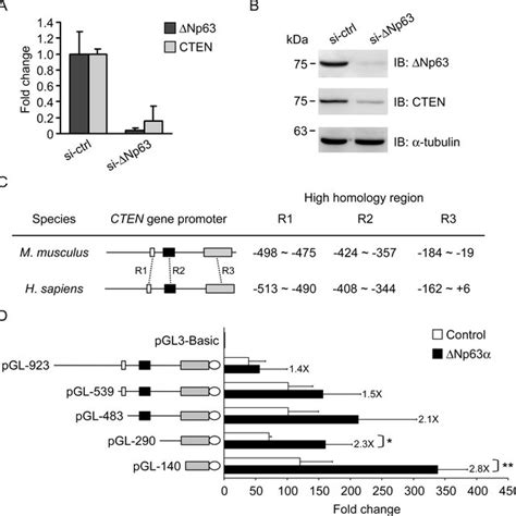 Expression Of Cten Rescues Impaired Cell Adhesion Caused By Δnp63