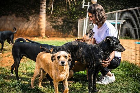 Motivos Para Adotar Um Cachorro Vira Lata Metr Poles