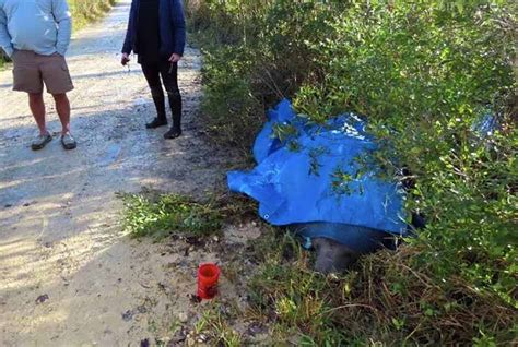 FWC and SeaWorld Orlando work together to save a "land stranded" manatee