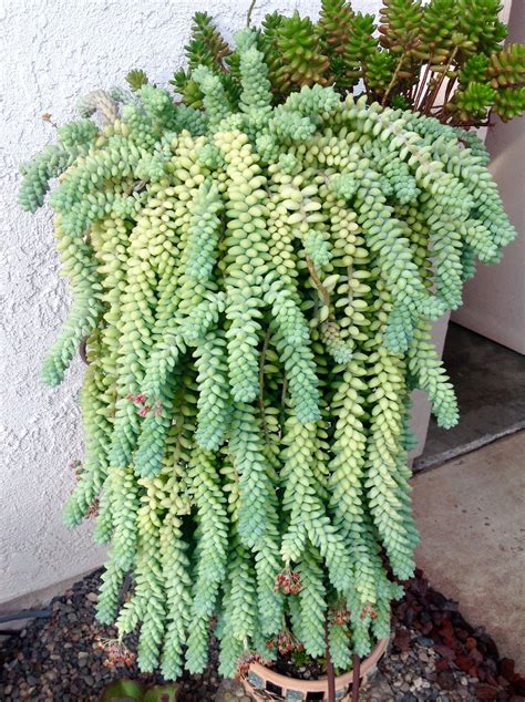 Donkey Tail 🤗 Succulent Arrangements Cacti And Succulents Cactus