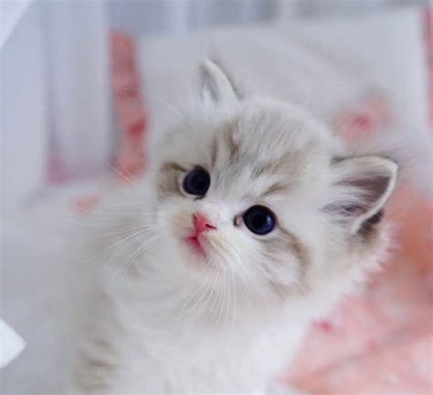 Munchkin Kittens For Sale Available Kittens Fuzzy Munchkins