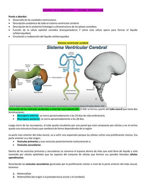 Liquido Cefalorraquídeo y Sistema Ventricular Jessy Lorena Fernandez