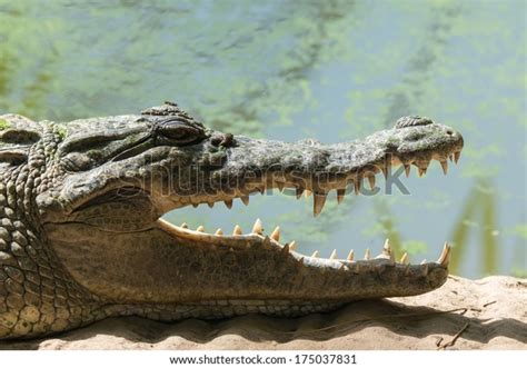 15 Equatorial Guinea Crocodile Images, Stock Photos & Vectors | Shutterstock