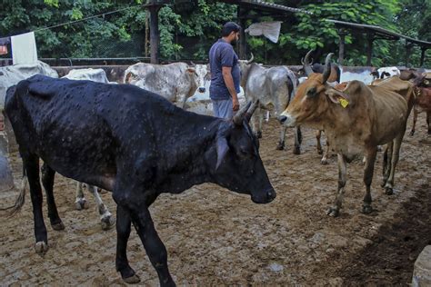 Virus Kills 100000 Cattle In India Threatens Livelihoods