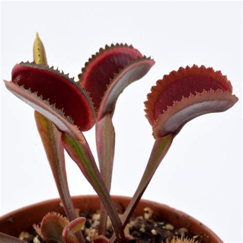 Dionaea Muscipula Coq Couch X Up Giant Red Diflora