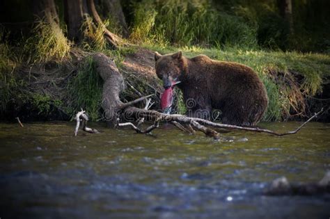 Brown Bear with a Fish in Its Mouth Standing in a River Near a Green Shore and a Fallen Tree ...