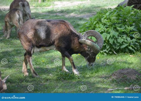 Male Goat Stock Photo Image Of Portrait Domestic Captivity 70086446