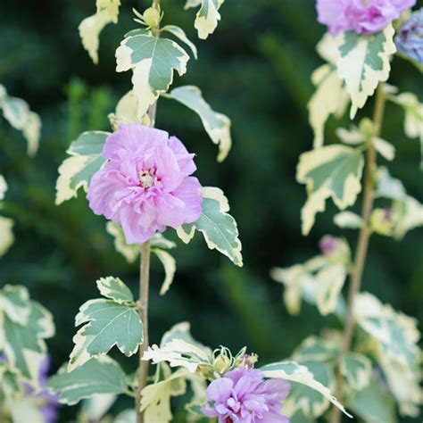 Sugar Tip Gold Rose Of Sharon Hibiscus Syriacus Proven Winners