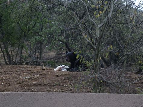 Osos En M Xico D Nde Habitan Y C Mo Convivir Con Ellos