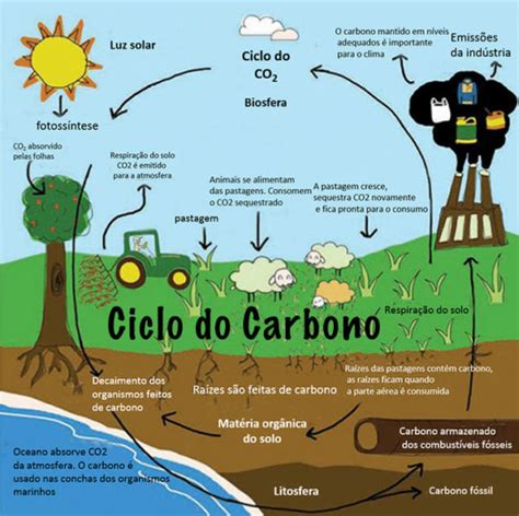 Ciclos Biogeoquímicos Cursinho Pre Enem