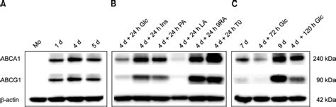 Abca1 And Abcg1 Protein Levels In Human Monocyte Derived Macrophages