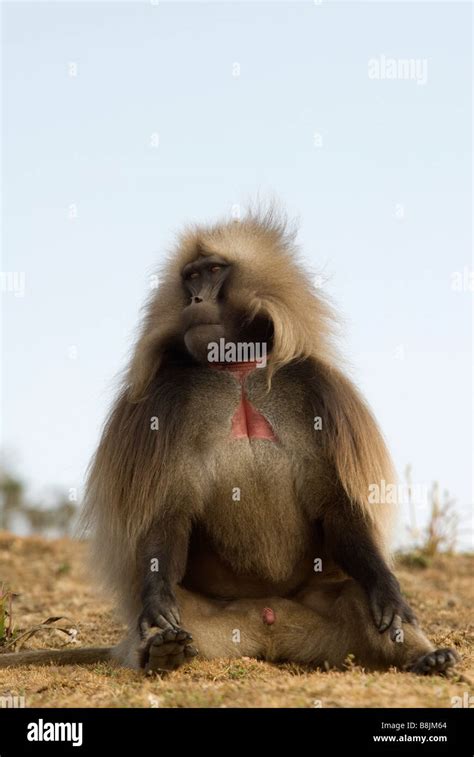 Gelada Baboon Theropithecus Gelada Simien Ethiopia Stock Photo Alamy