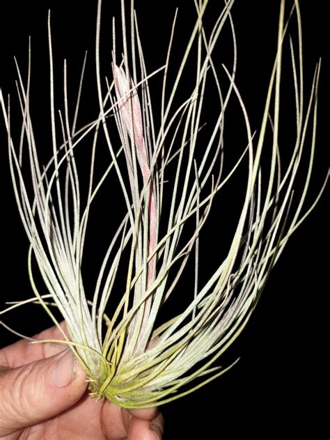 Tillandsia Bartramii Les Jardins Voyageurs Vente Plantes Rares Exotiques