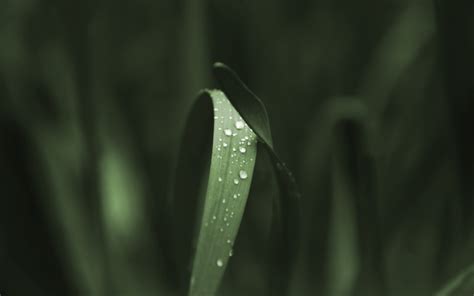 Wallpaper Sunlight Nature Grass Plants Water Drops Insect Green