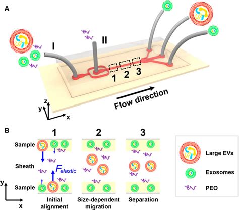 Molecular Biomedicine Progress In Exosome Associated Tumor Markers