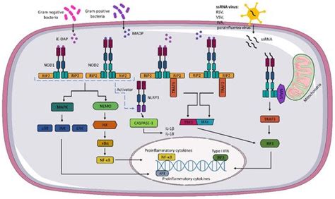 Nod Nod And Nlrc Receptors Encyclopedia Mdpi