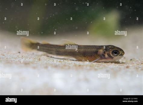 Brown Trout Fry On Bottom Stock Photo Alamy