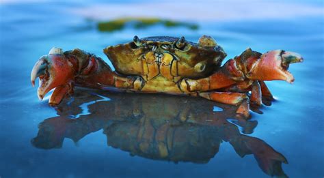 18 Facts About Crabs - Facts.net