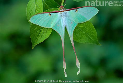 Stock Photo Of Chinese Moon Moth Actias Dubernardi Female Dayaoshan