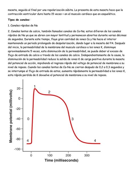 Solution Fisiologia Del Musculo Cardiaco Studypool