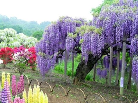 Glicynia Chi Ska Wisteria Sklep Wysy Kowy Szkolka Szotek Pl