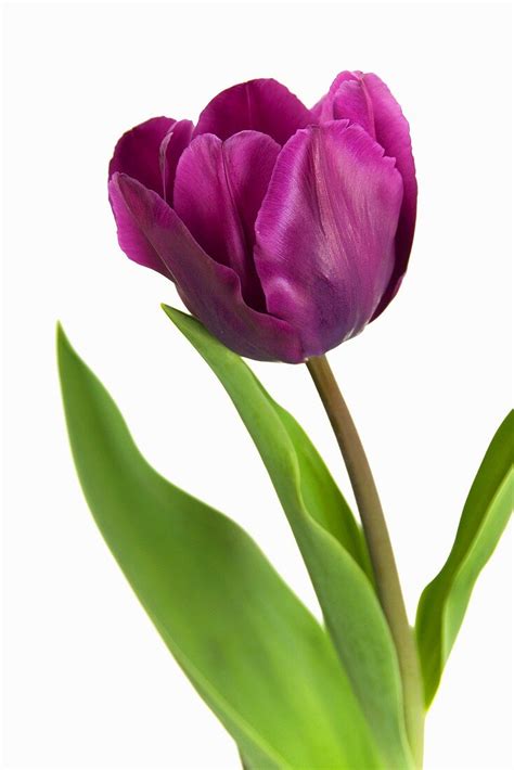 Tulpe Purple Rain Bild Kaufen 274049 Friedrich Strauss