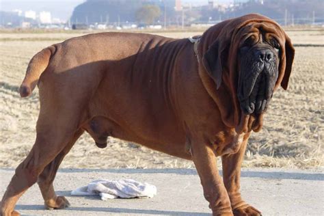 Korean Mastiff Dog Breed Information, Images, Characteristics, Health