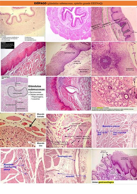 SOLUTION Laminas Histologicas Sistema Digestivo Studypool