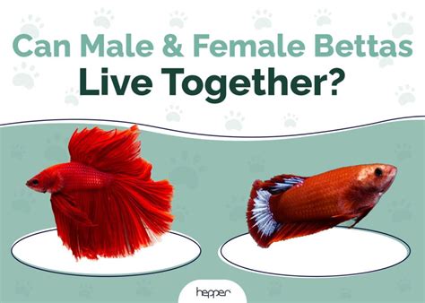 Can Male And Female Betta Fish Live Together Vet Approved Cohabitation