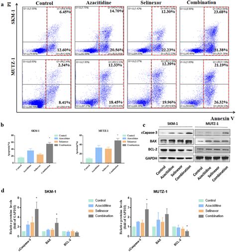 The Azacitidine And Selinexor Combination Induced P53 Mediated Cell Download Scientific Diagram