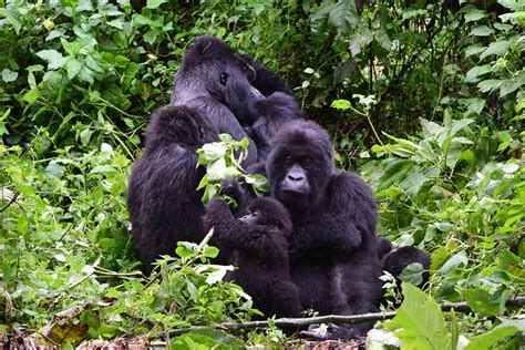 Lowland Gorilla Trekking In Kahuzi Biega National Park