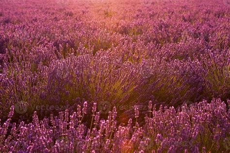 closeup purple lavender field 10371729 Stock Photo at Vecteezy