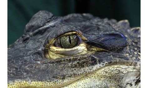 Watch Dozens Of Alligators Light Up A Pond Like A Night Sky With