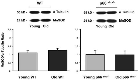 Deletion Of P66shc Gene Protects Against Age Related Endothelial Dysfunction Circulation