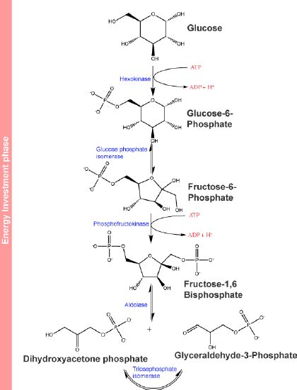 111 Glycolysis Biology Libretexts