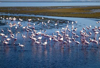 Walvis Bay Lagoon: a bleak future