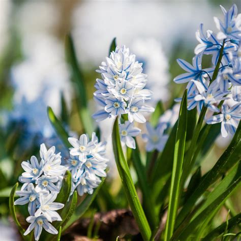 Scilla – Easy To Grow Bulbs