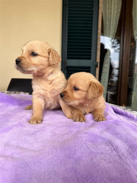 Cuccioli Golden Retriever Disponibili AZIENDA AGRICOLA DEI NOBI