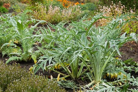 How to Harvest (and Eat) Artichoke | The Seed Collection