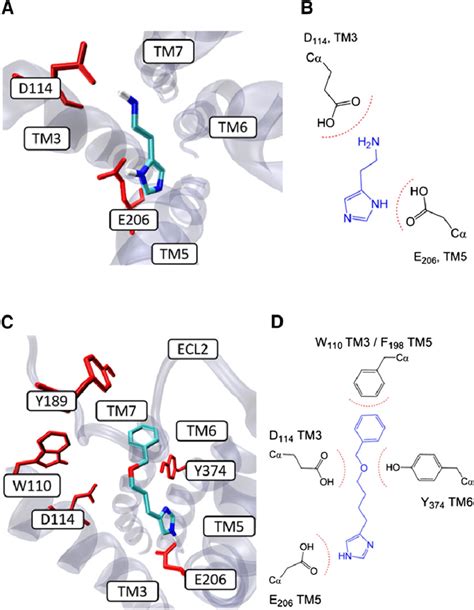 Binding Sites Of Agonists And Antagonists At The Human H R Of Aa