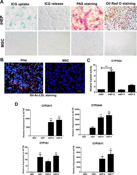 Iheps Display Hepatocyte Functions Functional Evaluation Of Iheps